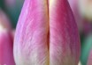 Tulipa Merci (3)